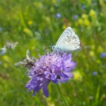Flora en Fauna