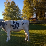 Geigenbüheler koe
