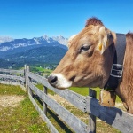 Oei ik Loei in (Seefeld)