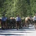 Almabtrieb in Leutasch