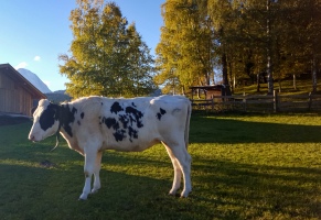 Geigenbüheler koe
