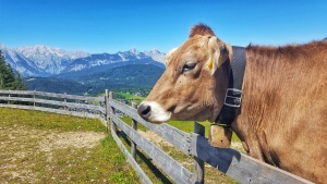 Oei ik Loei in (Seefeld)