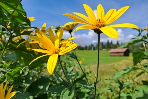 Geigenbühel Seefeld