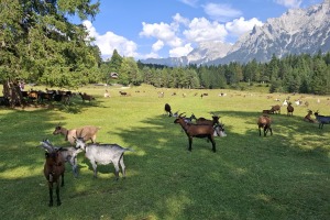 Mittenwald Lautersee
