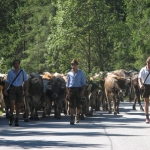 Almabtrieb in Leutasch