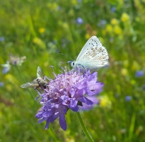 Flora en Fauna